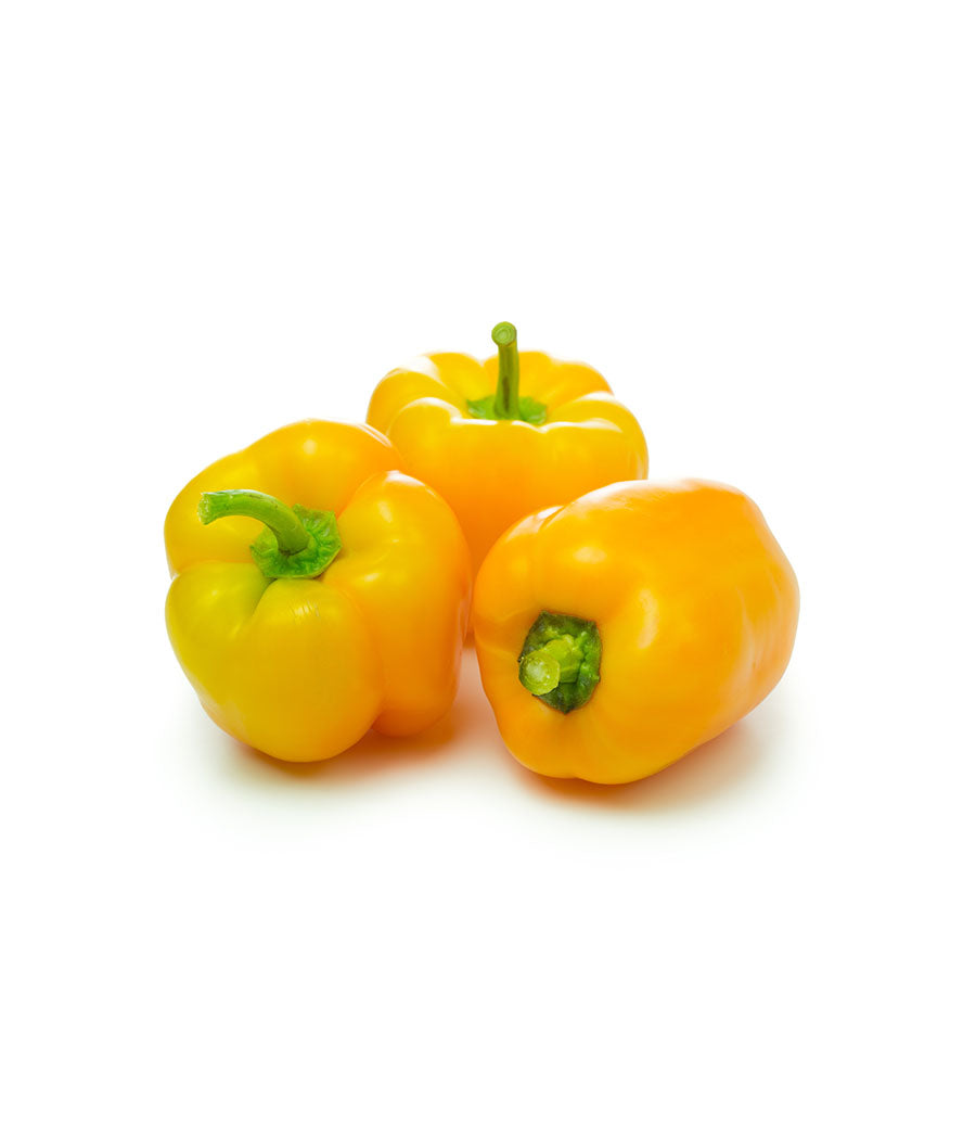 Capsicum