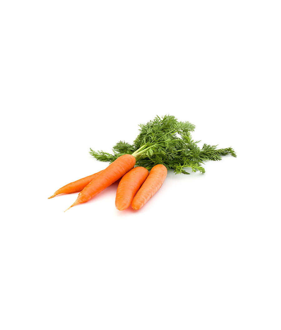 Carrot