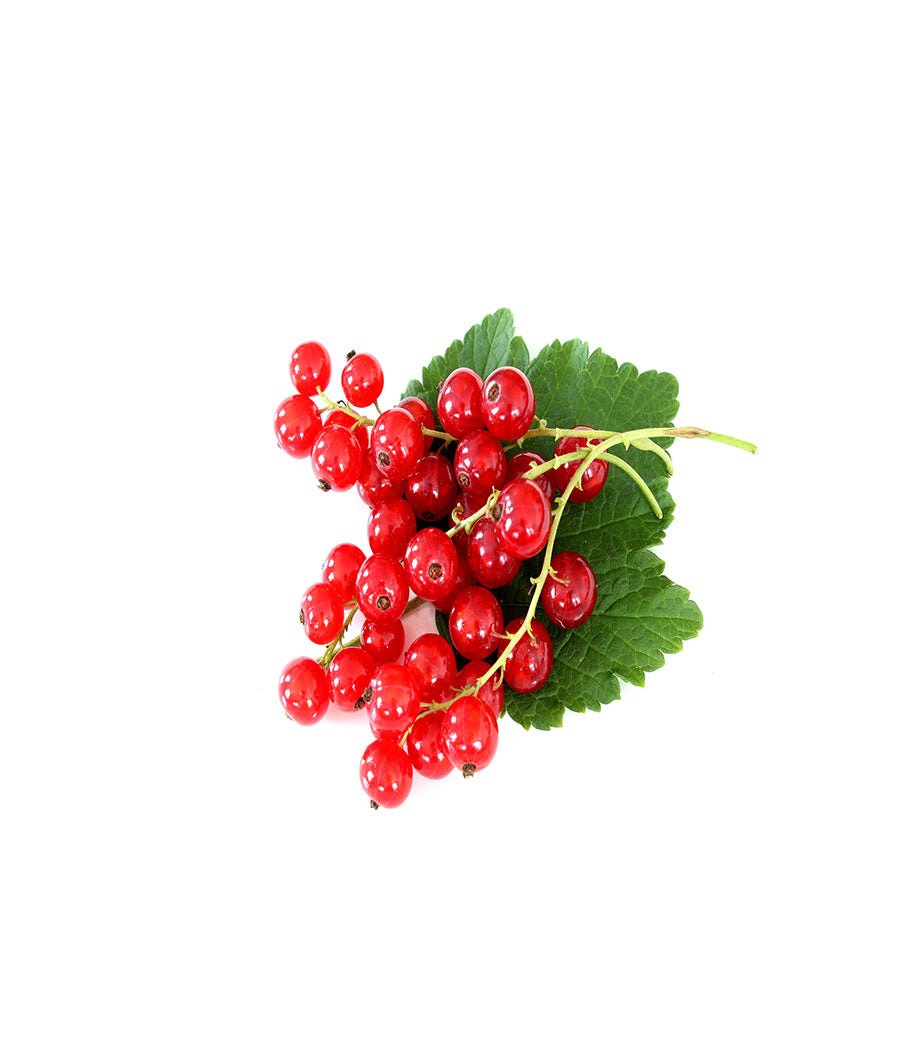 Elderberry