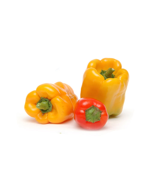 Capsicum