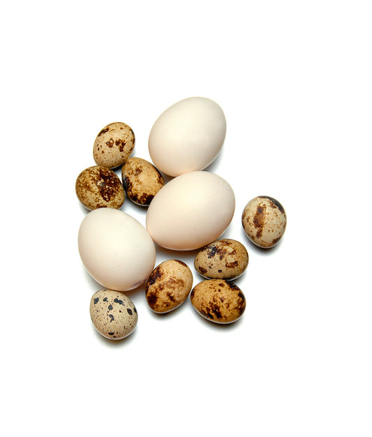 Turkey Egg