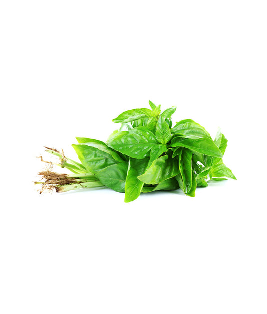 Basil Leaves
