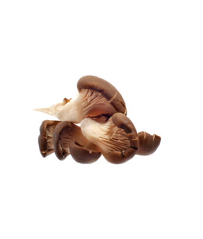 Flower Mushroom